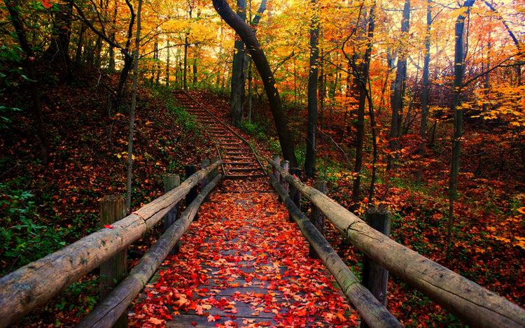 Fall/Halloween